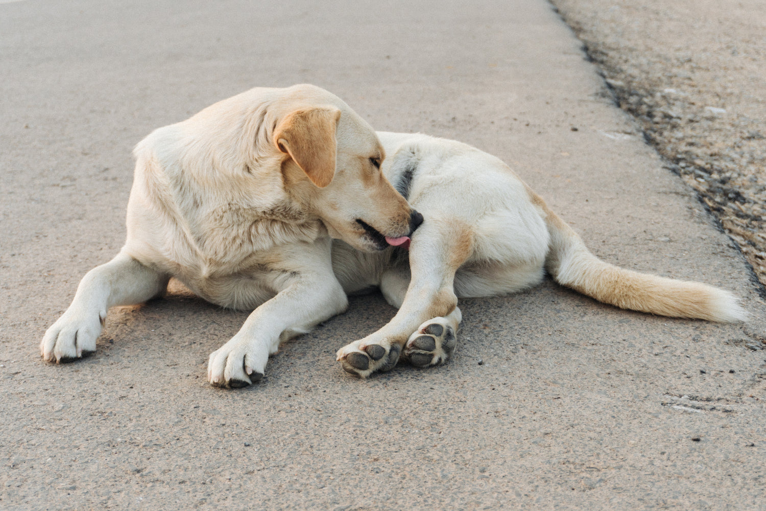 Ditch the Itch: Top Dog Supplements for Healthy, Happy Skin