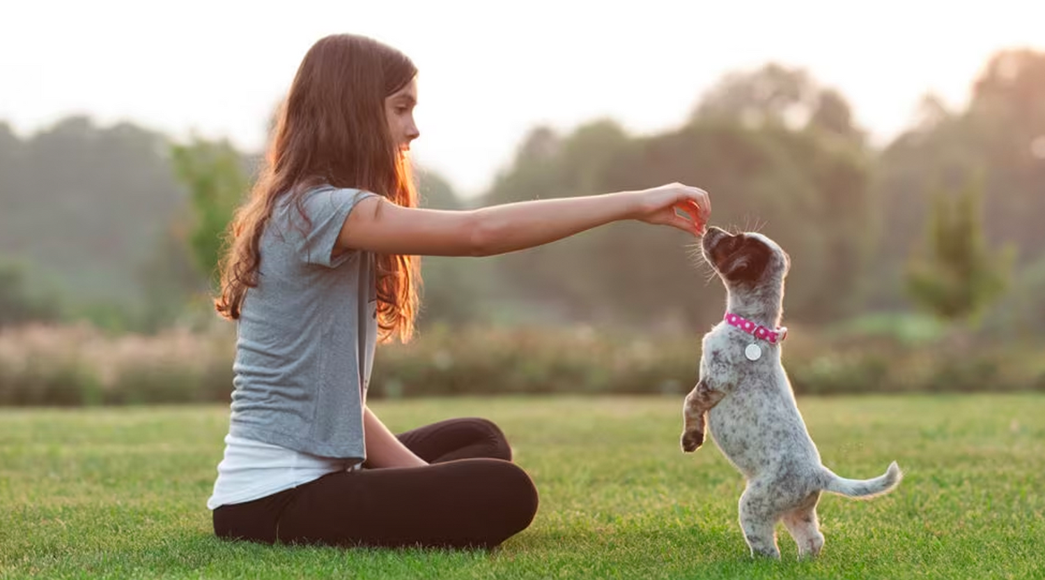A captivating image capturing a puppy actively participating in training exercises with a trainer or owner, illustrating the comprehensive guide to puppy training from basic commands to advanced techniques.
