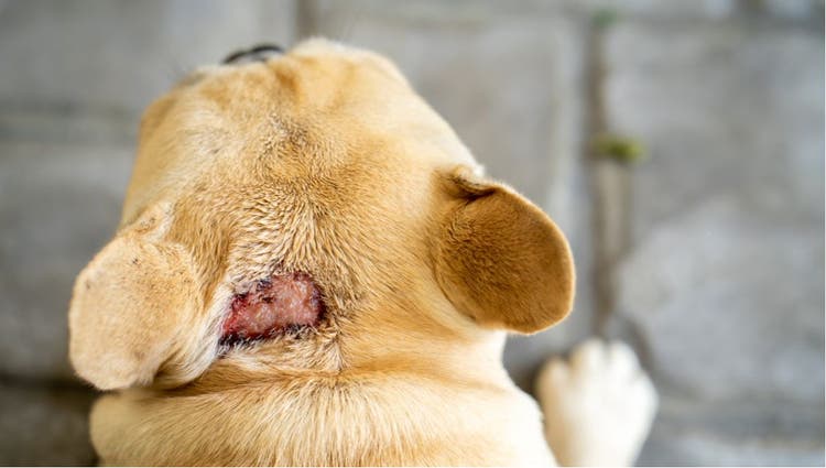 Dog Hot Spots: Natural Remedies, Causes & Prevention