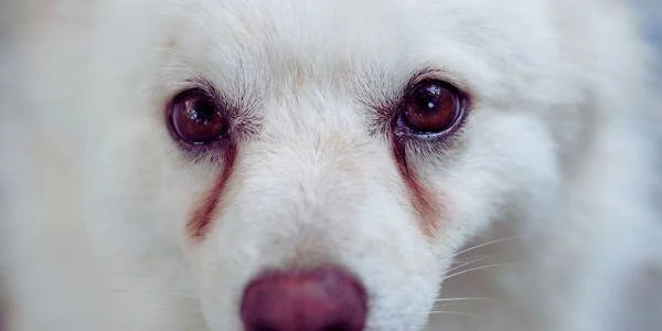 Dog Tear Stains: What Causes Them & How to Help Naturally