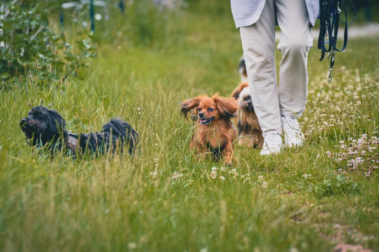 Springtime Routines for Senior Dogs: Mobility, Mood & More