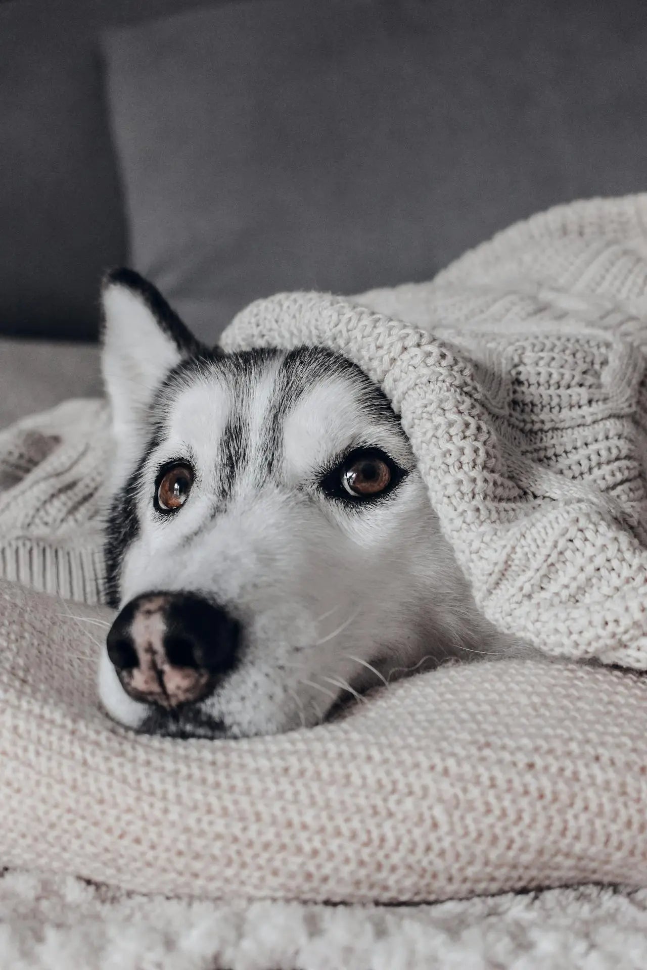 Evening Anxiety in Dogs: How to Calm Them Before Bed