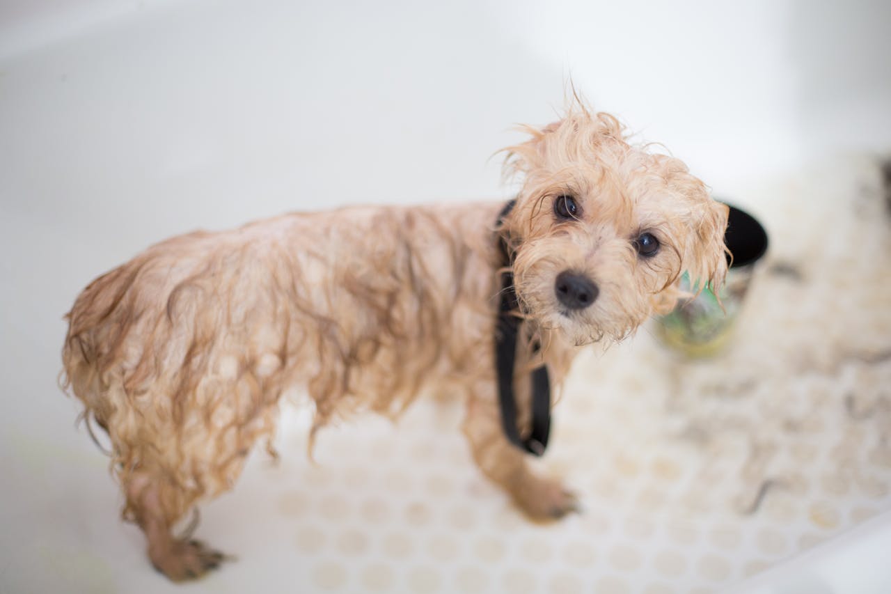 FAQ: Why Is My Dog Scooting and How Can I Stop It?