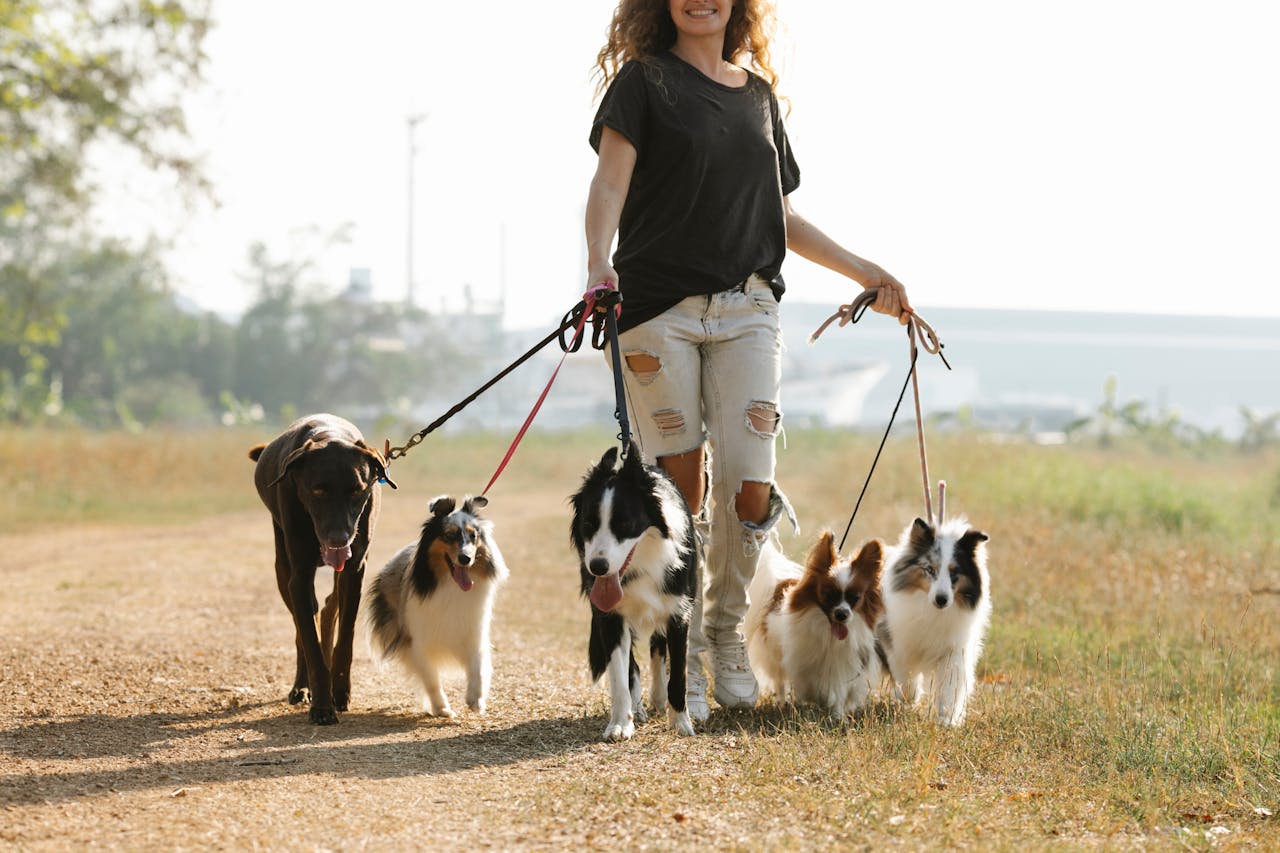 Daily Cooling Routines to Keep Your Dog Comfy (Without AC)