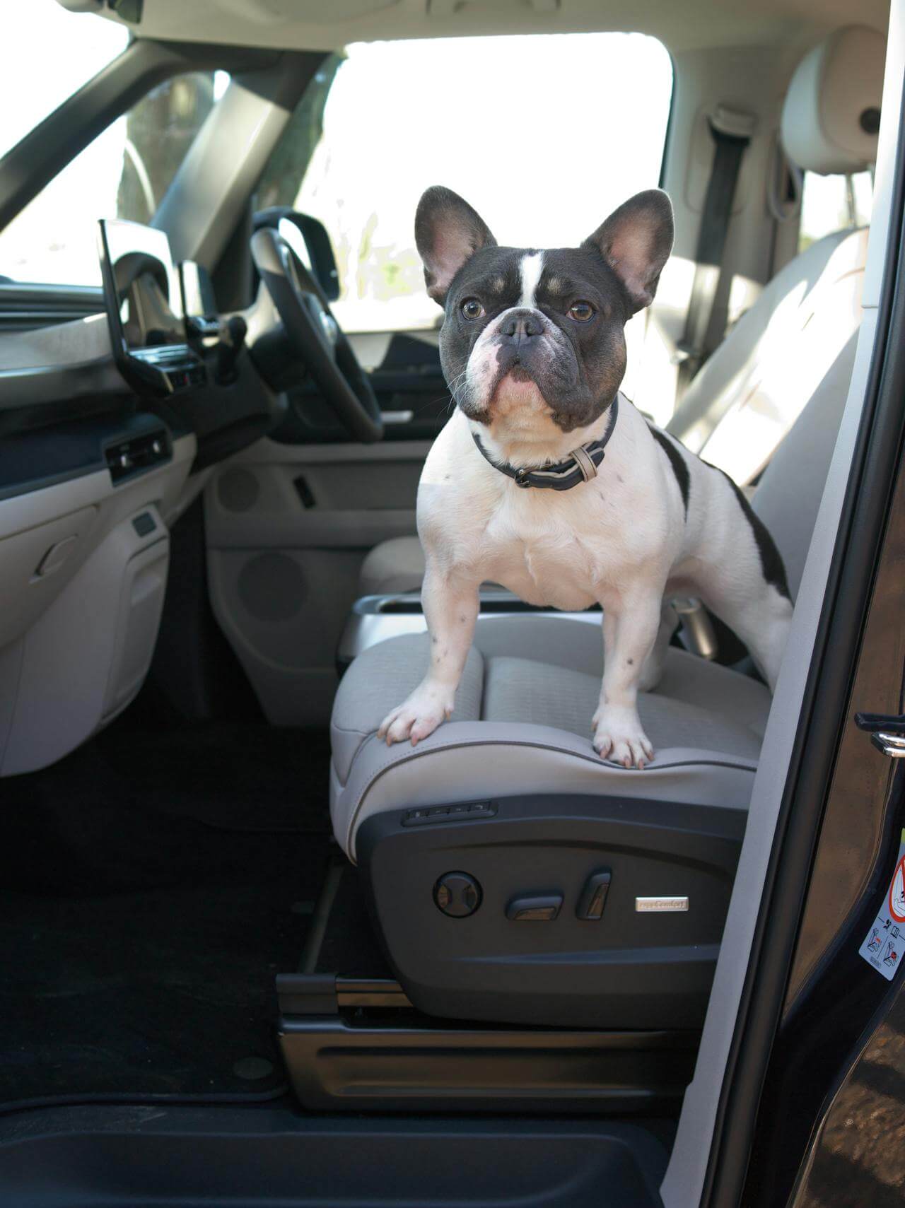 How to Prepare Your Dog for Travel: From Car Rides to Holidays