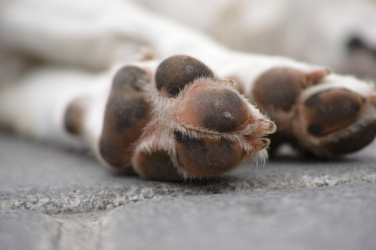 Why Your Dog’s Paws Are Itchy This Summer (& What to Do)
