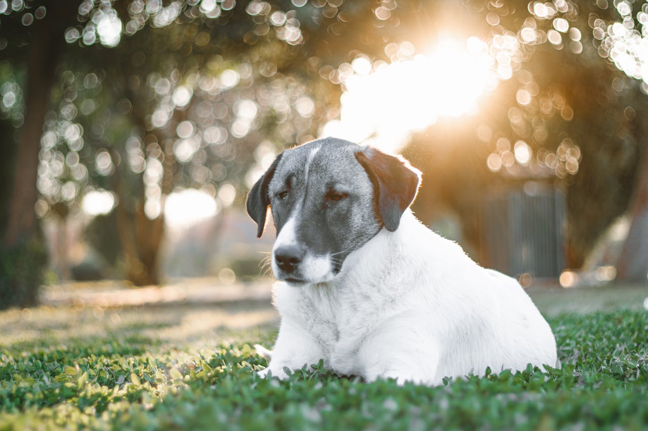 Dog Sunscreen & Summer Coat Care: What You Really Need to Know
