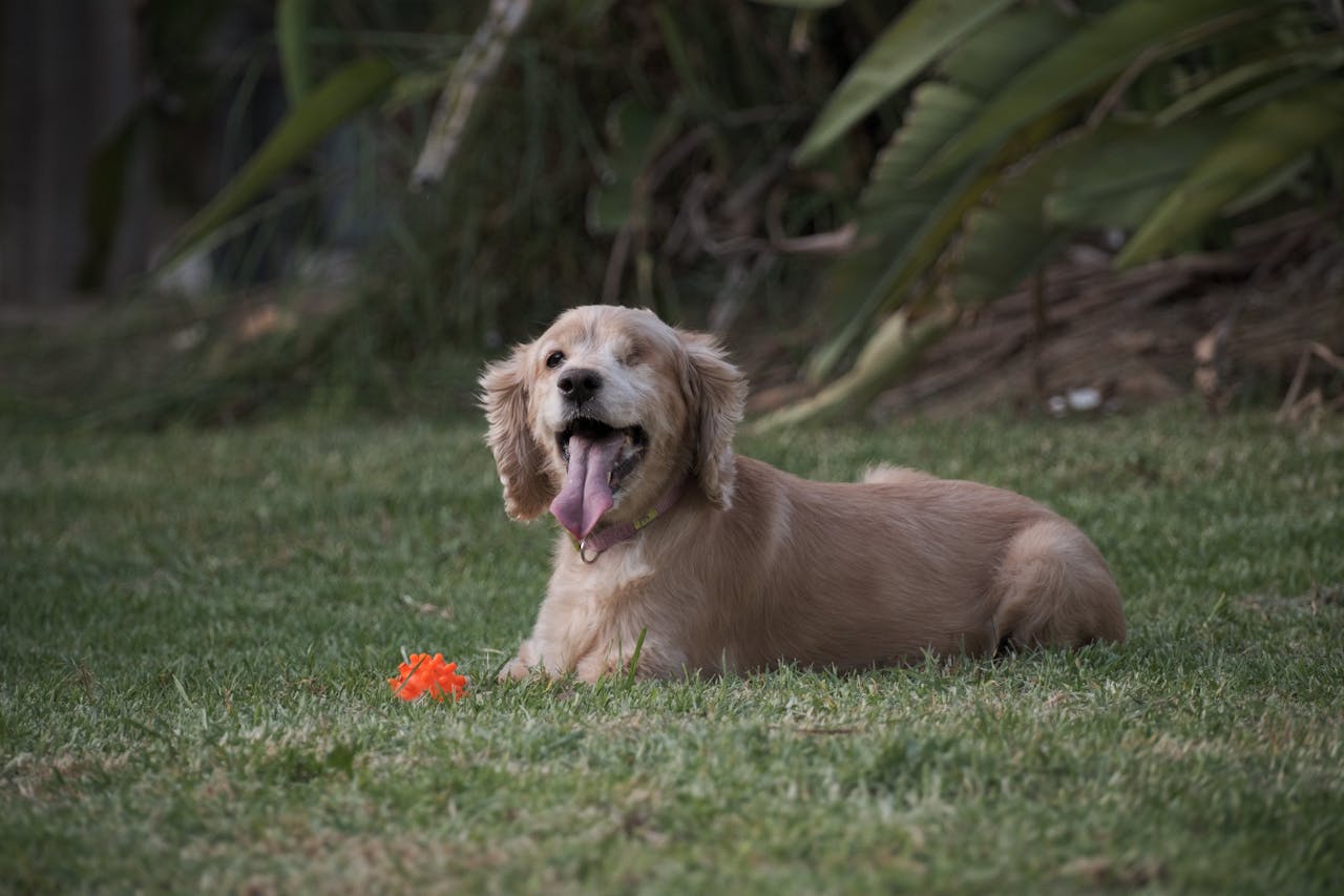 Our Customers Ask: Can I Give My Dog Multiple Supplements?