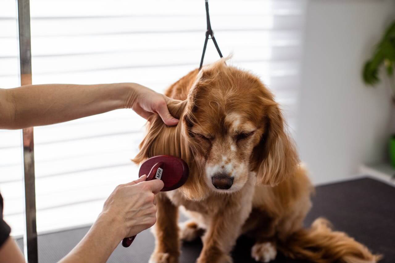 Is Your Dog Shedding Too Much? Here’s What’s Normal vs. Not