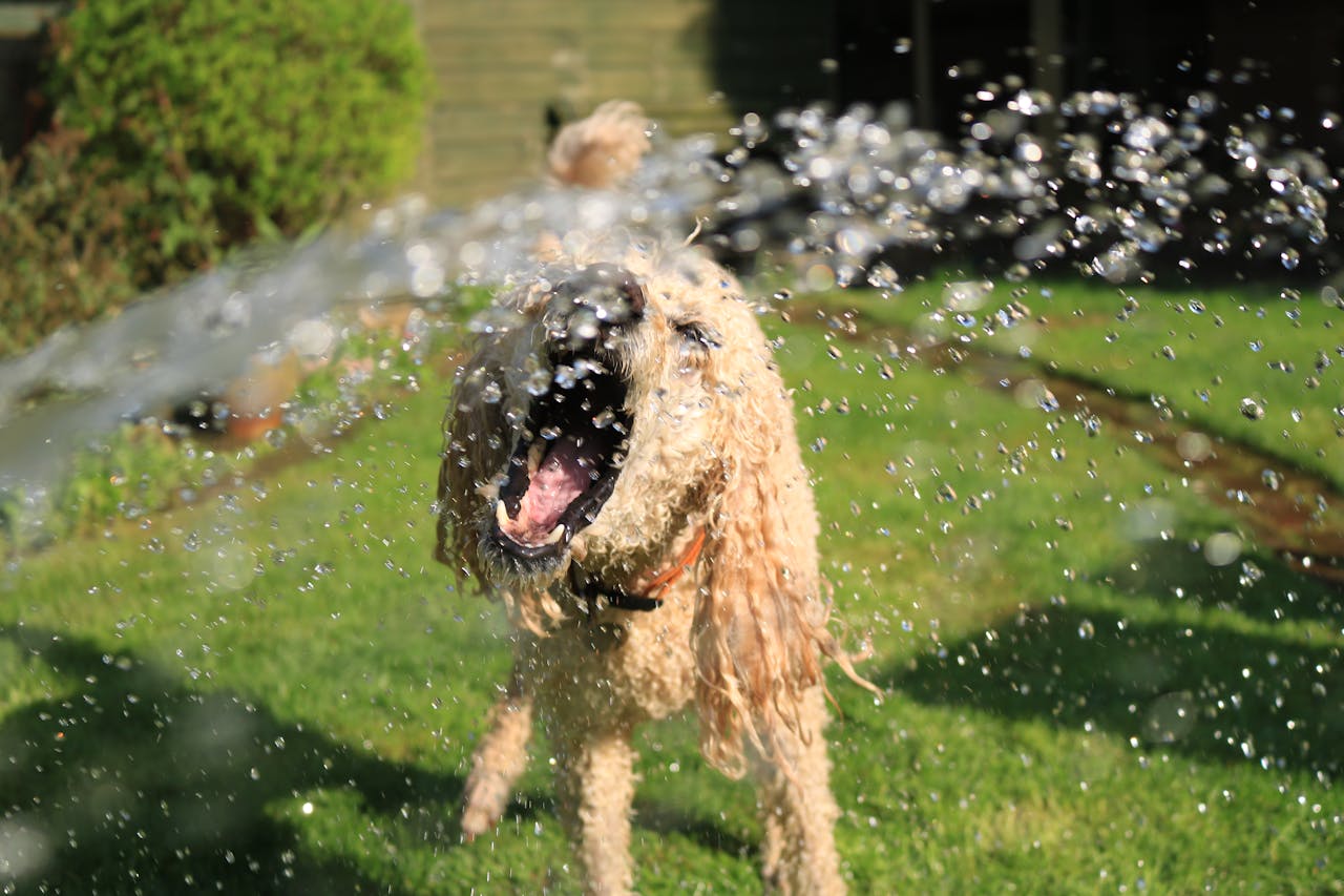 The Pupps Summer Supplement Plan (For Every Age & Breed)
