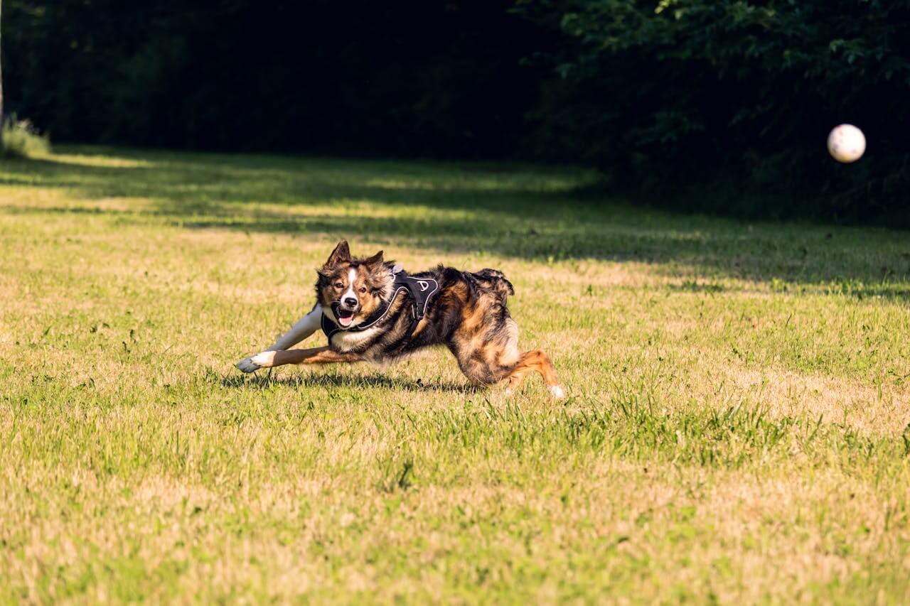 Why Multivitamins Are Essential for Your Dog’s Long-Term Health
