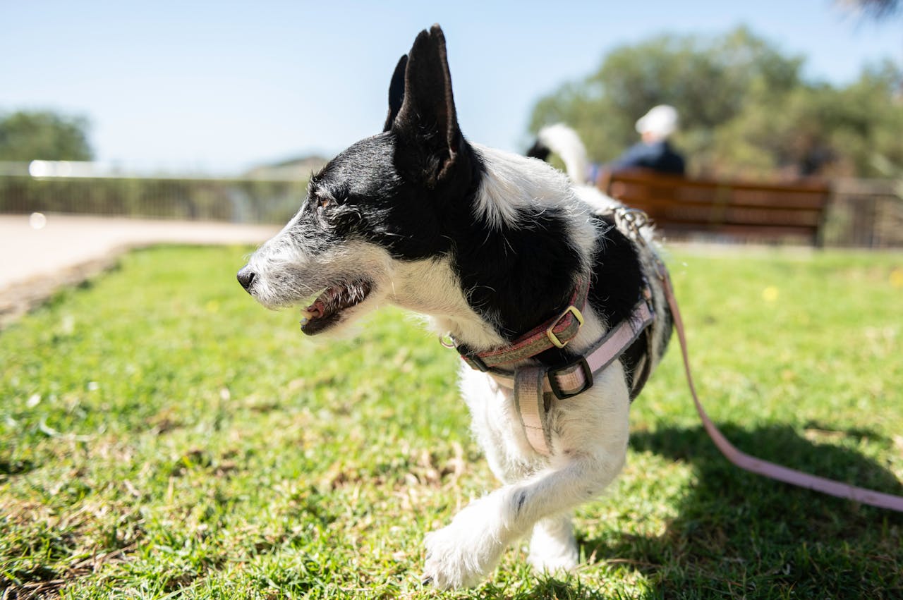Should Dogs Take Supplements Daily? Here’s What Vets Say