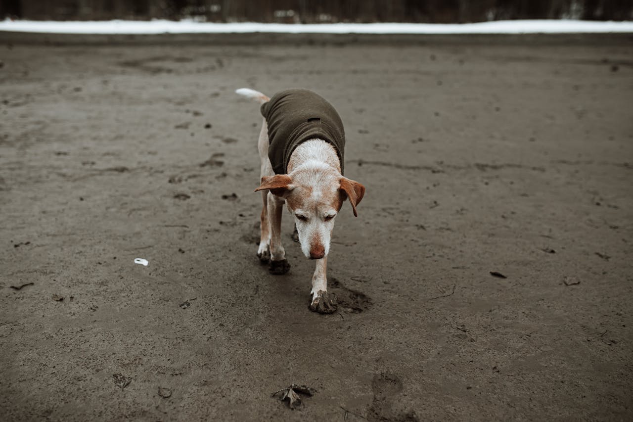 How to Spot Early Signs of Joint Pain in Young Dogs