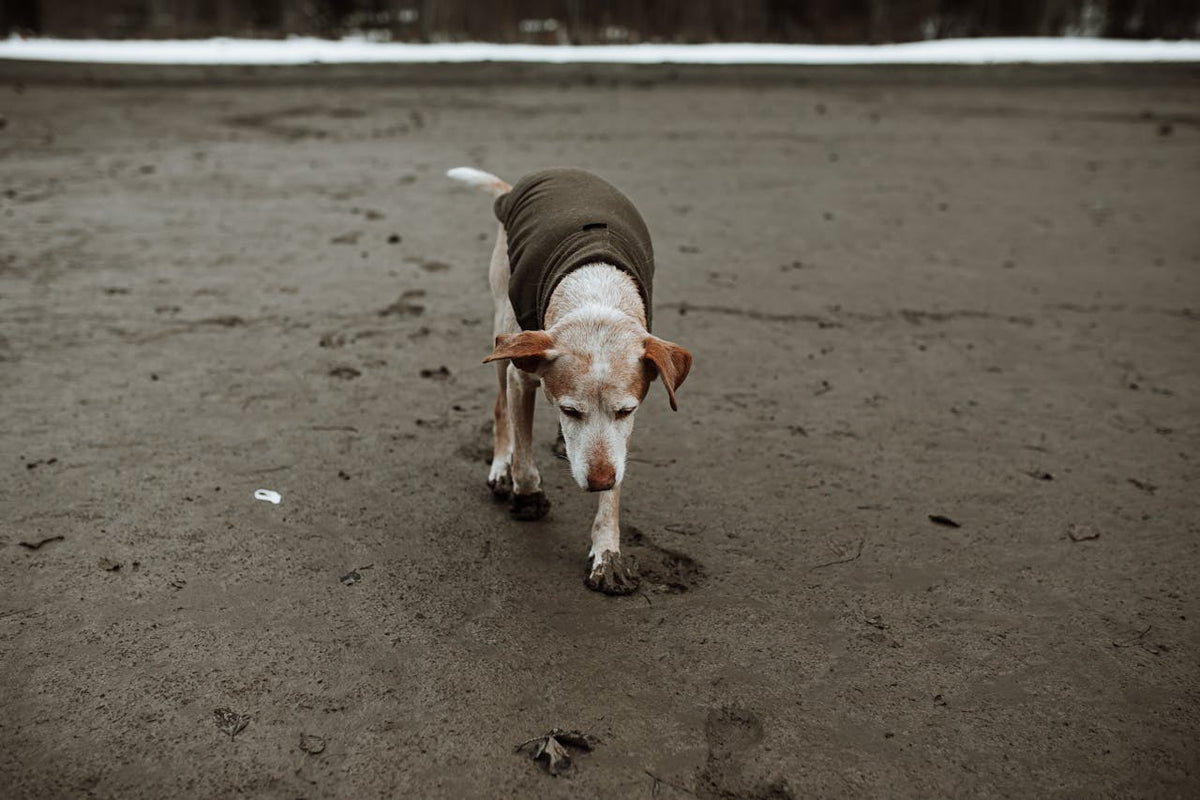 Picture of How to Spot Early Signs of Joint Pain in Young Dogs