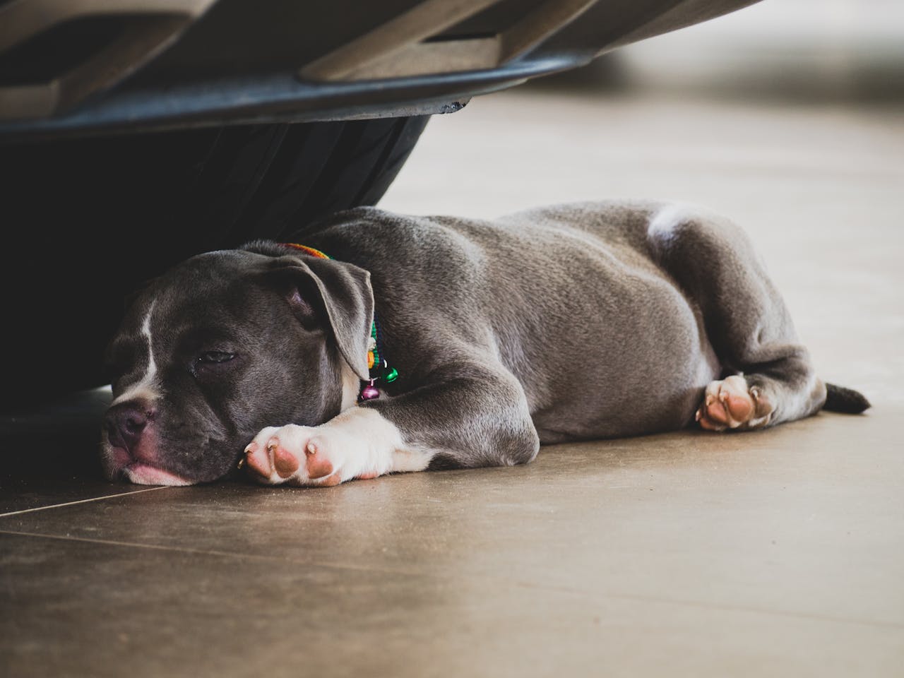 5 Signs Your Dog Might Be Lacking Essential Nutrients