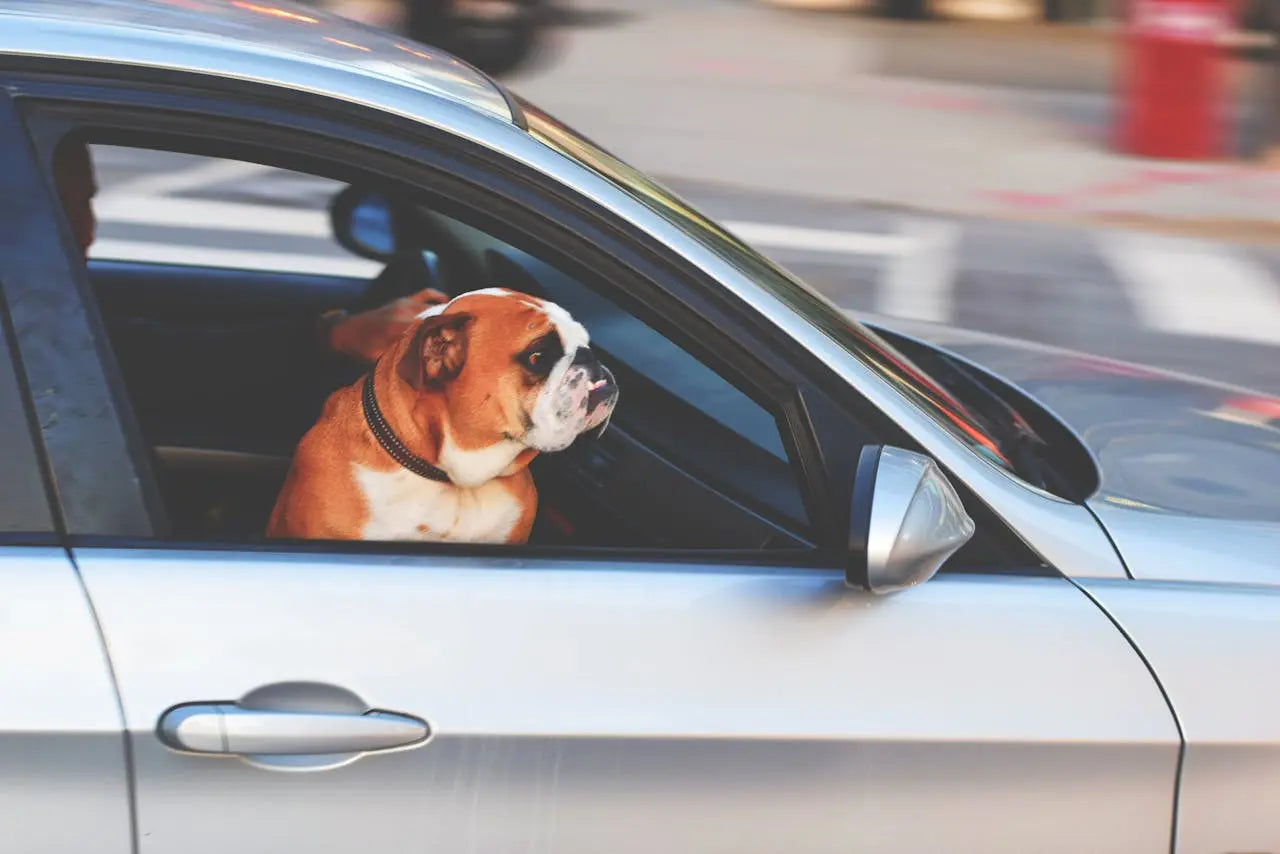 Dog Travel Checklist: Essentials for a Stress-Free Trip