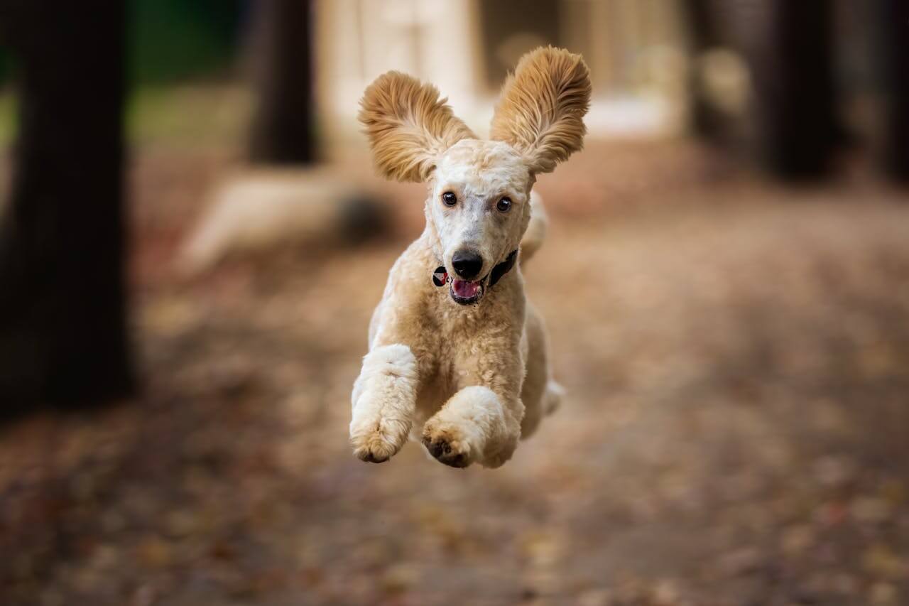 The Truth About Dog Joint Supplements: What Actually Works?