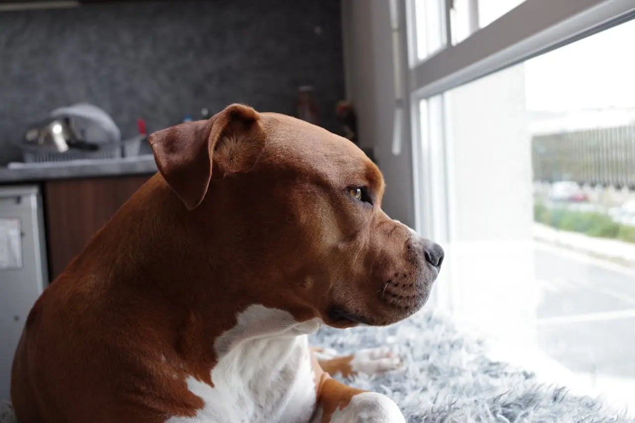 Separation Anxiety in Dogs: How to Rebuild Their Confidence