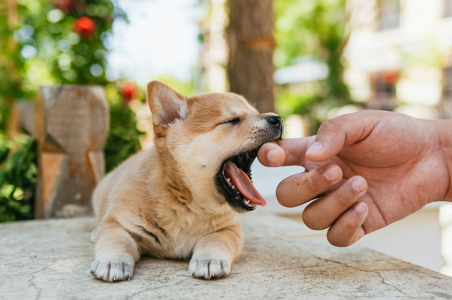 Quiz: What Kind of Supplement Does Your Dog Really Need?