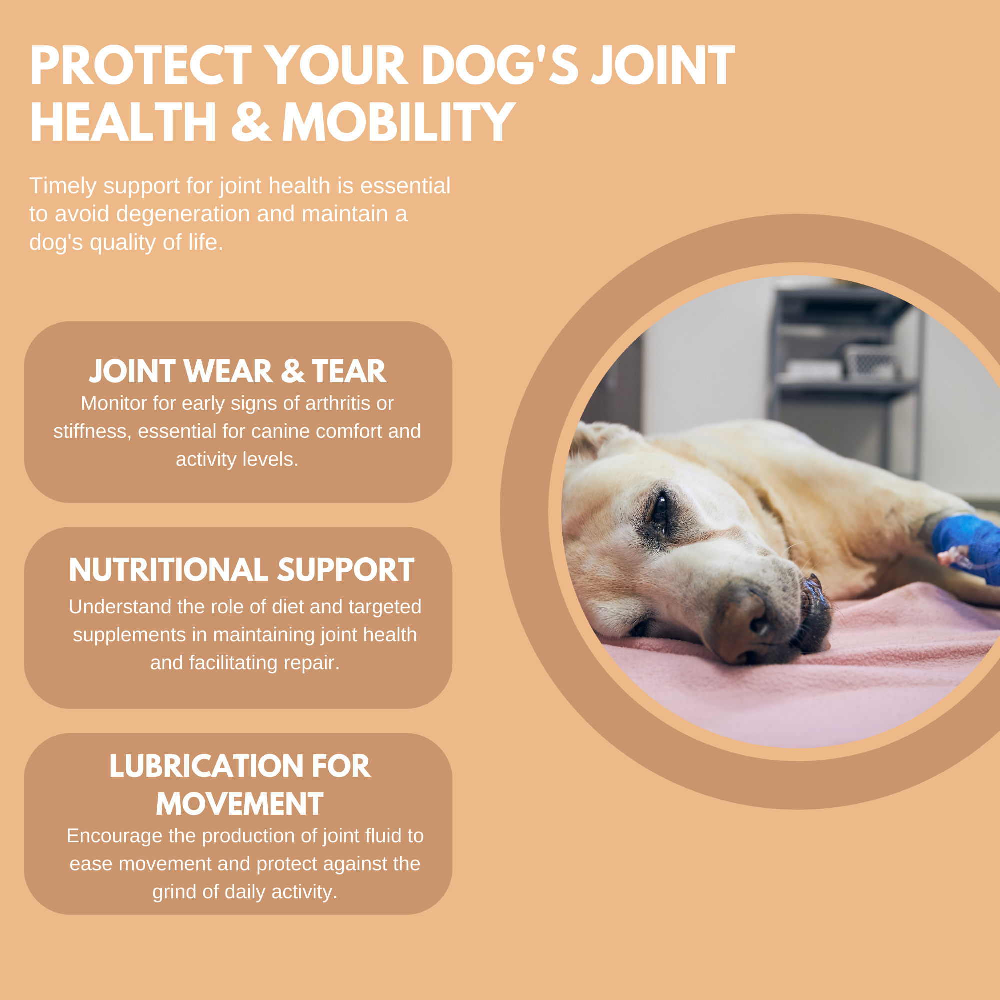 Hip & Joint Treats: Natural glucosamine-enriched dog treats promoting joint health and mobility in canine companions