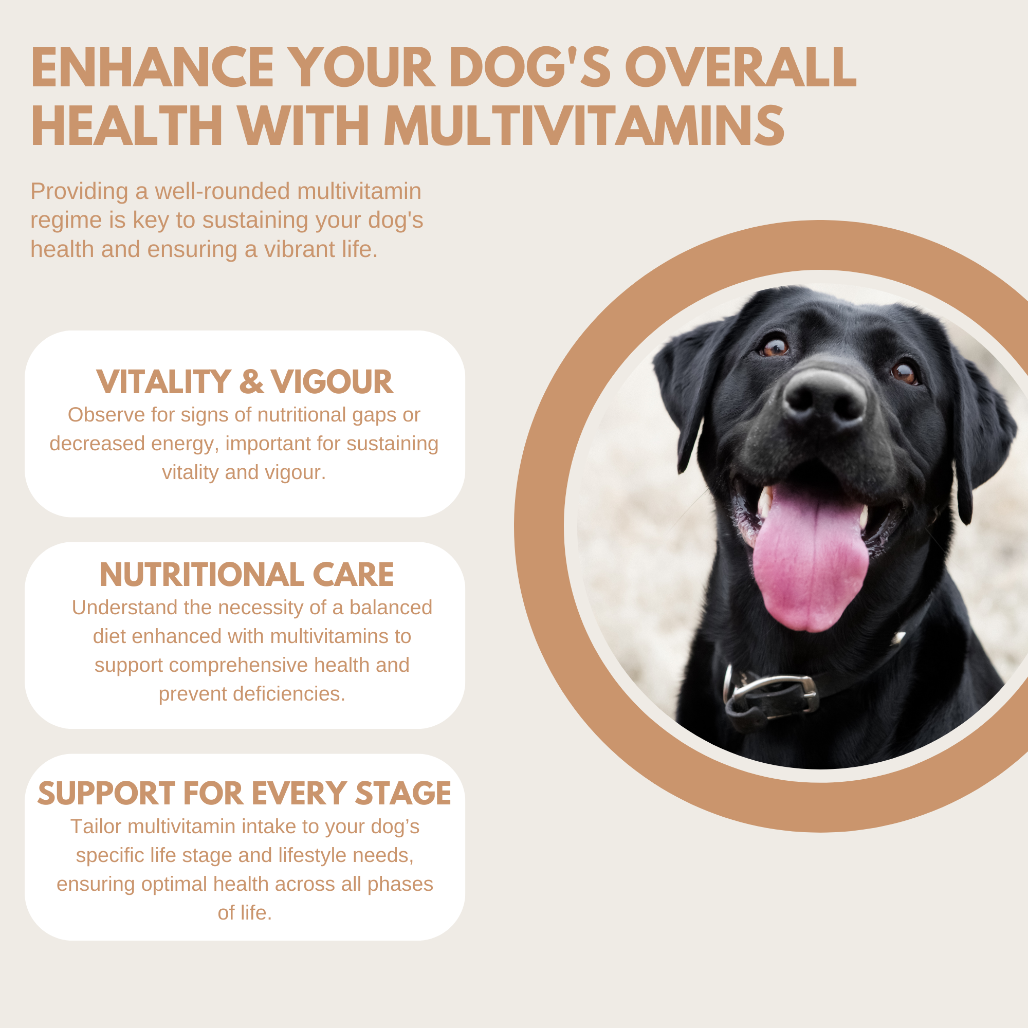 Multivitamin Treats featuring happy black Labrador, showcasing vitality benefits and nutritional care on peach background