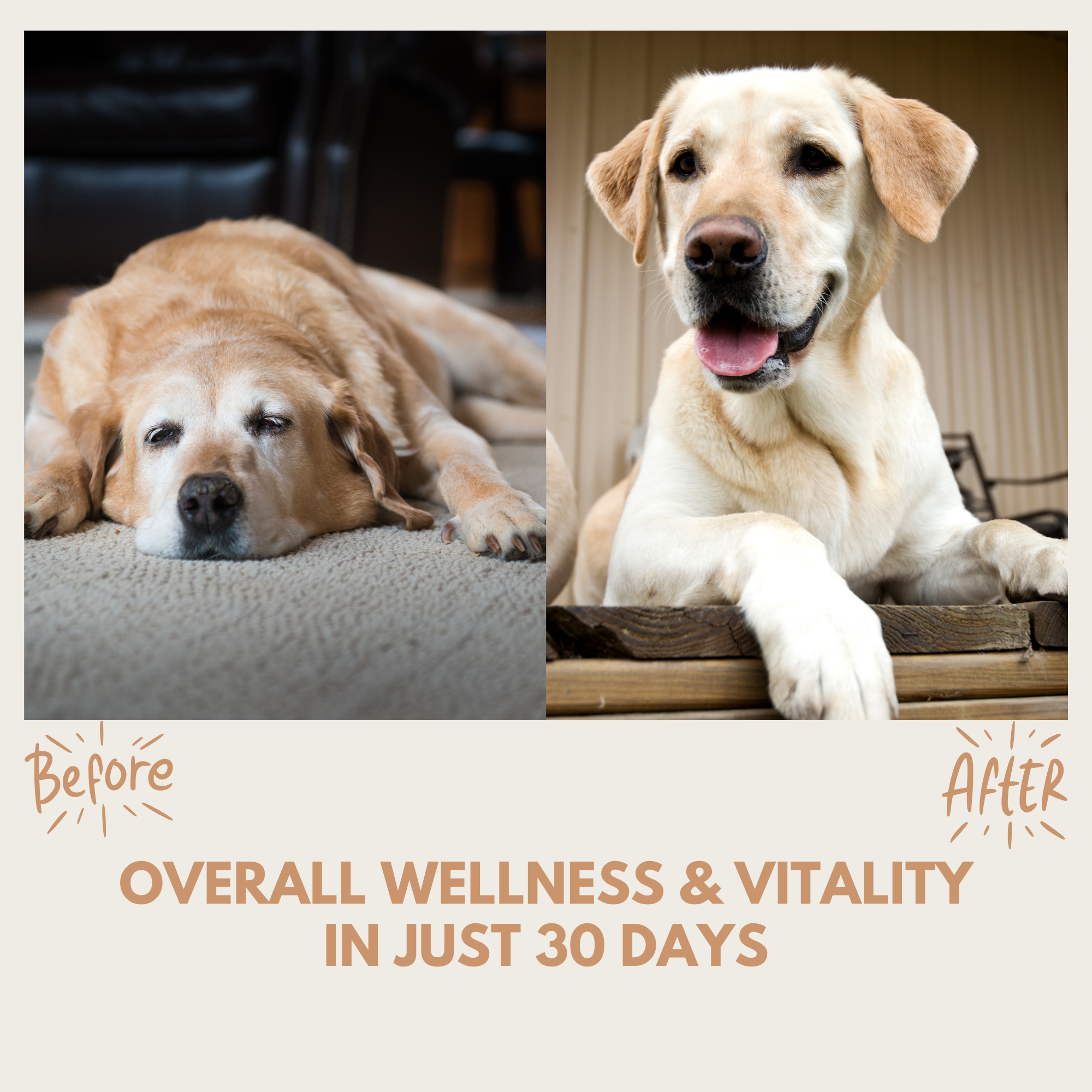 Multivitamin Treats before and after comparison showing energetic Labrador transformation for overall wellness and vitality