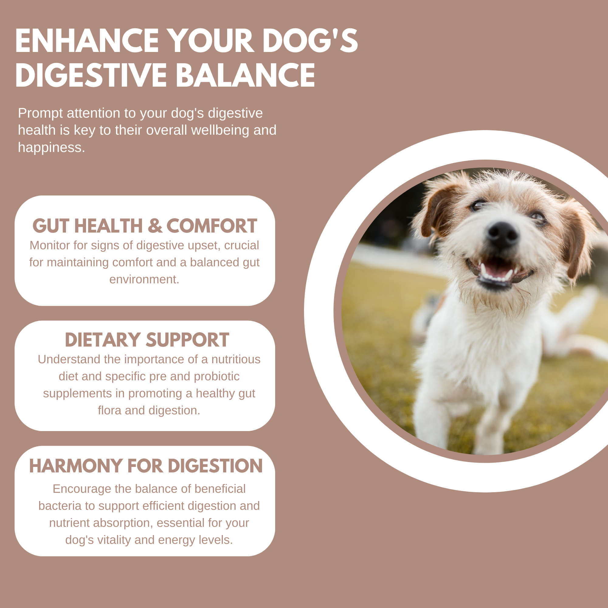 Pre & Probiotic Treats support dog digestive health, showing happy dog outdoors with digestive health benefits info