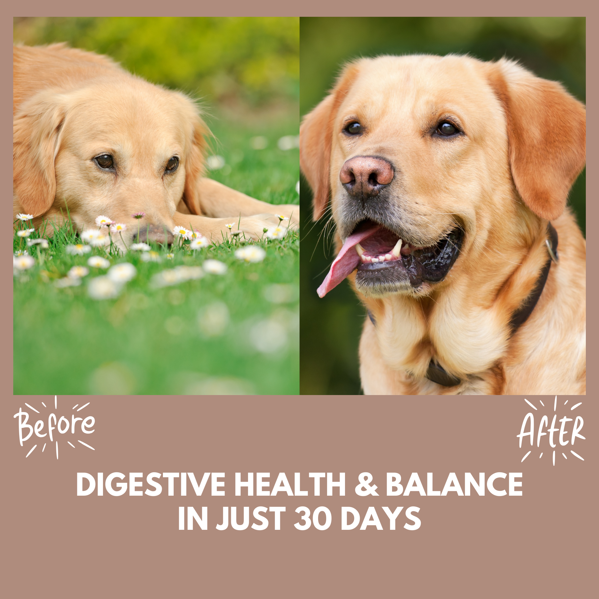 Two dogs showing benefits of Pre & Probiotic Treats for digestive health, before and after comparison in grassy setting