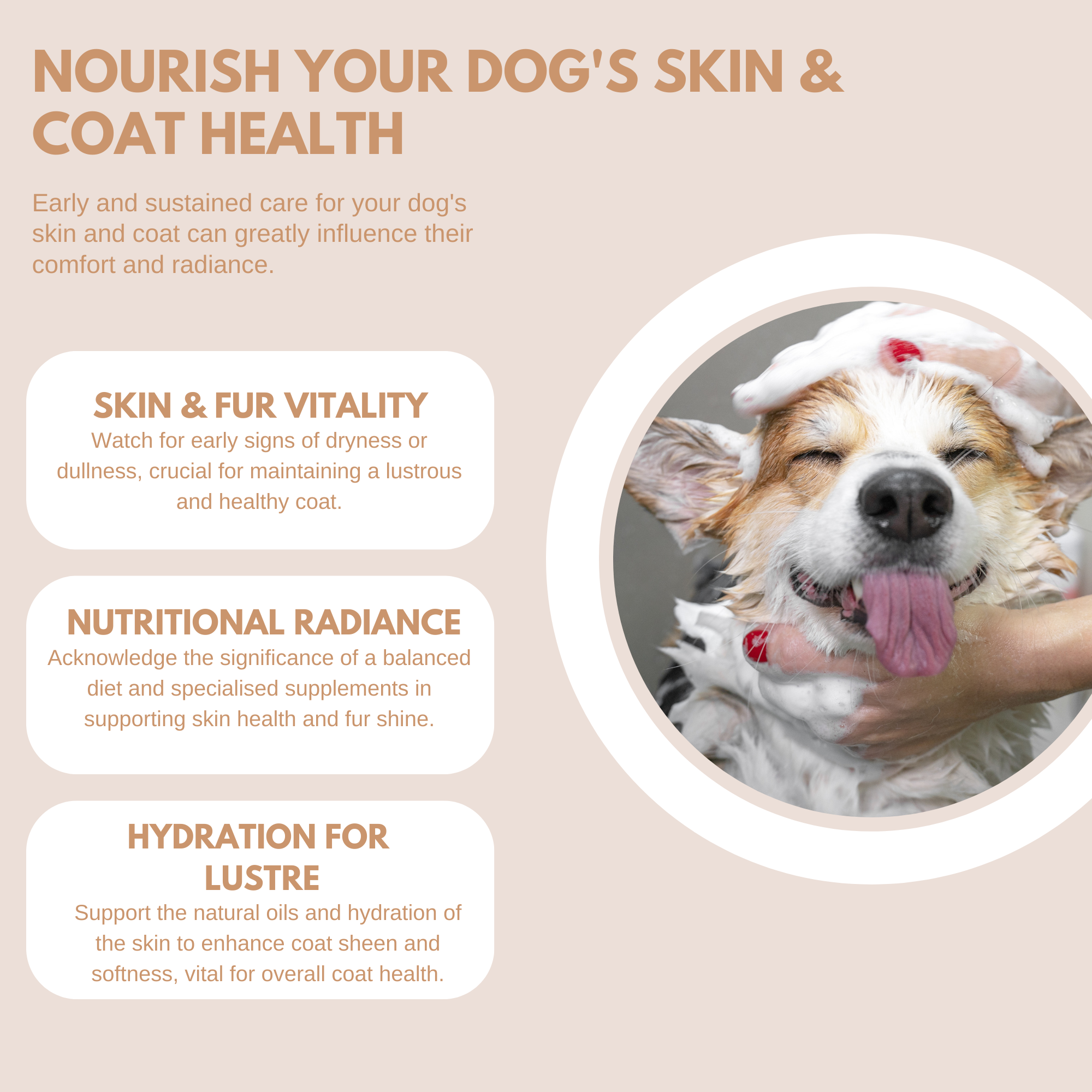 Natural Skin & Coat Treats for dogs featuring omega-rich formula, promoting healthy fur and reducing shedding