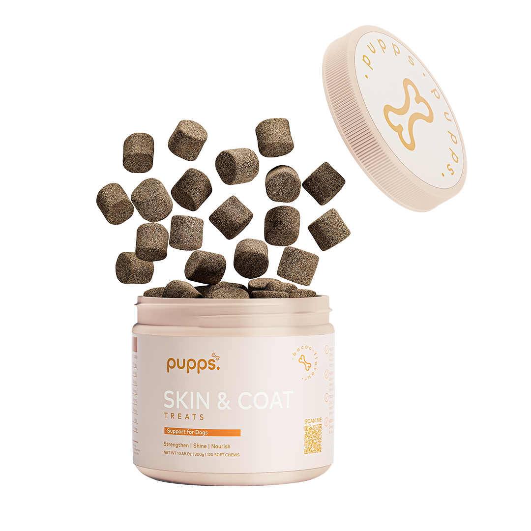 Dark brown Pupps Skin & Coat treats falling into an open cream-colored jar with product label and floating lid