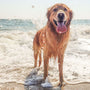 Image of a dog at the beach standing in the sea cooling down on a hot day.