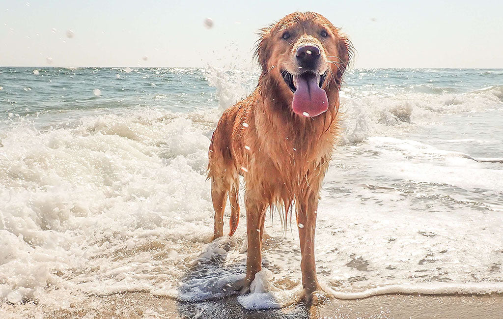 Image of a dog at the beach standing in the sea cooling down on a hot day.