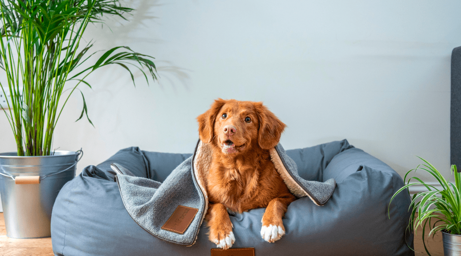 A serene image of a contented dog savouring a calming treat, illustrating the benefits of choosing the right treats for anxious dogs.