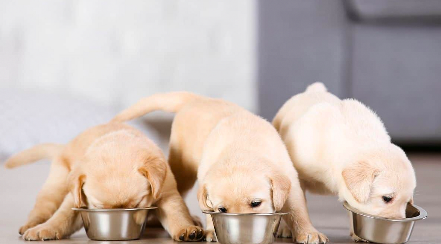 A delightful image of a playful puppy happily enjoying a meal from a bowl, illustrating the importance of proper feeding for your new puppy