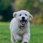 A delightful image of a lively puppy playing outside, showcasing the key tips to keep your pup happy and healthy