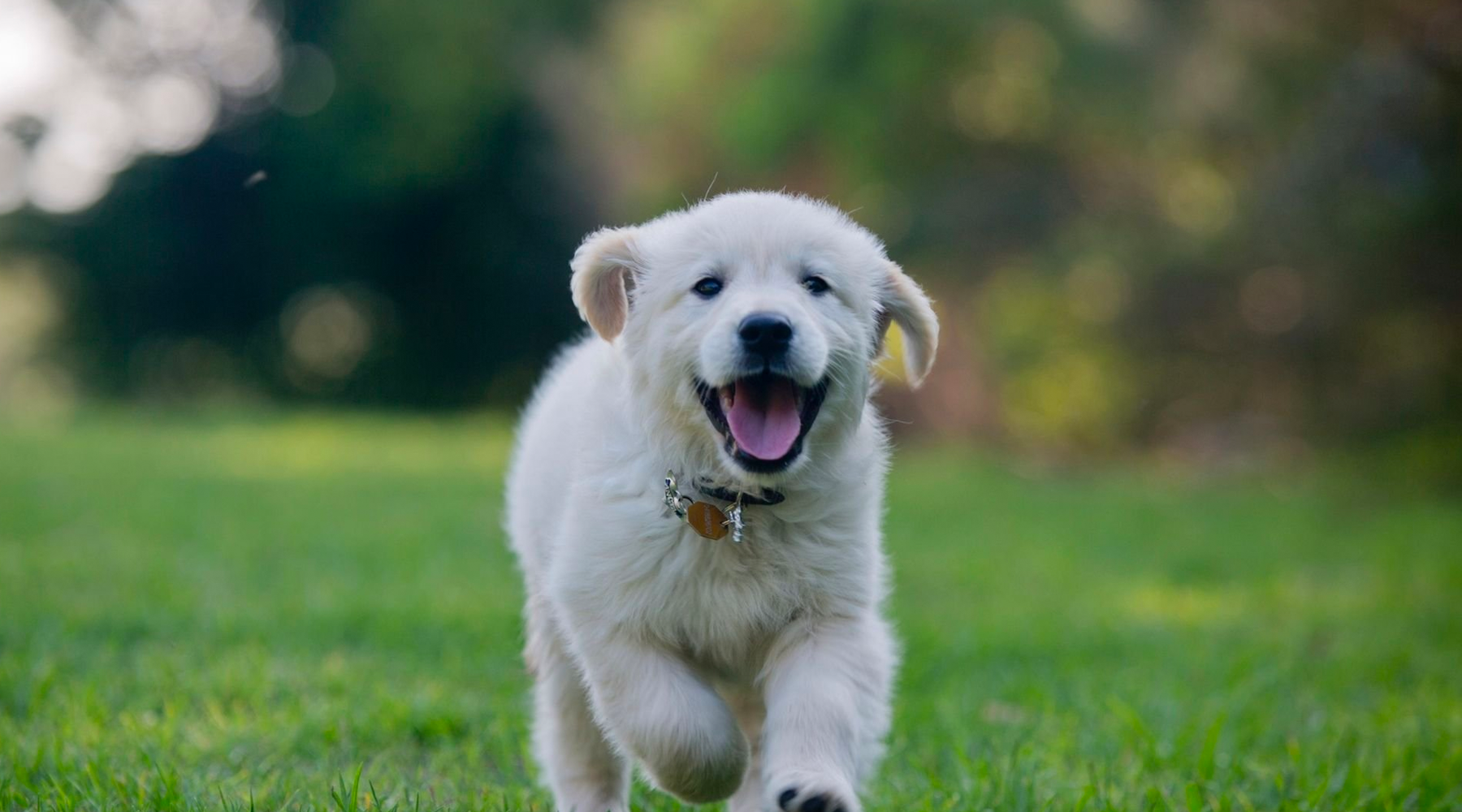 A delightful image of a lively puppy playing outside, showcasing the key tips to keep your pup happy and healthy