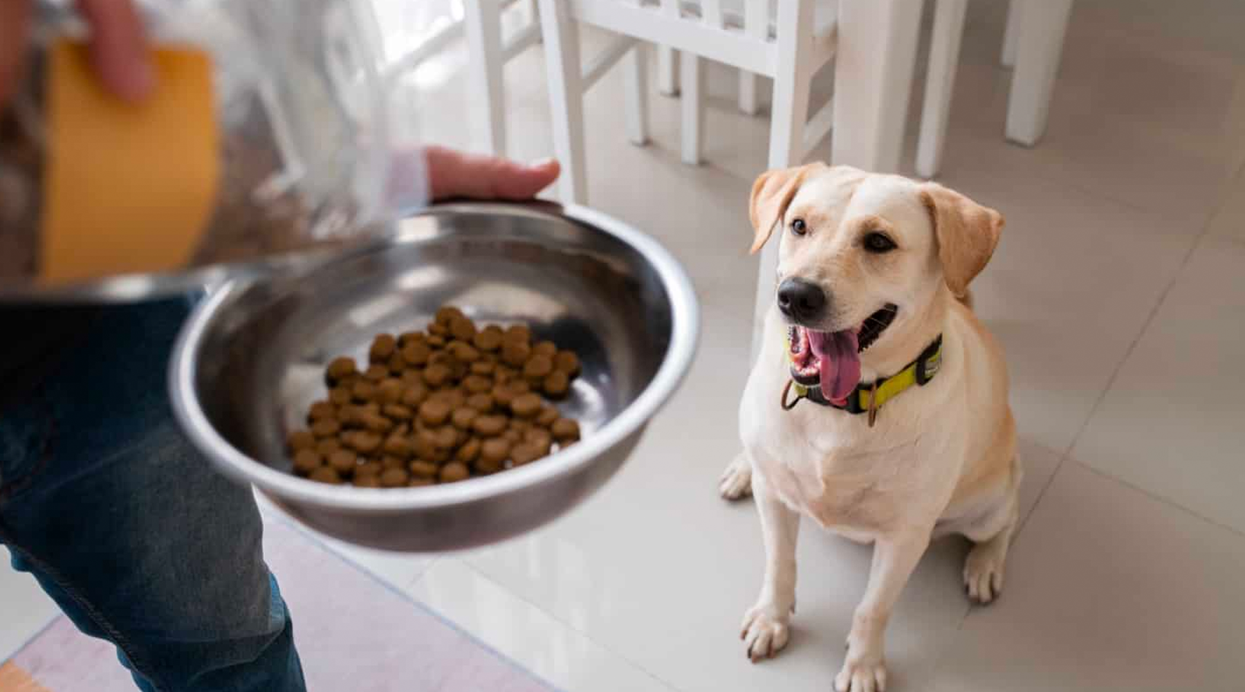 A vibrant image of a joyful dog next to a bowl of probiotic-rich food, emphasising the benefits of probiotics for your dog's health.