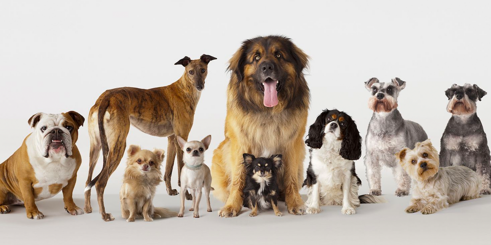 "A captivating image featuring a diverse selection of dog breeds, representing the comprehensive guide to finding the perfect dog breed for your lifestyle.