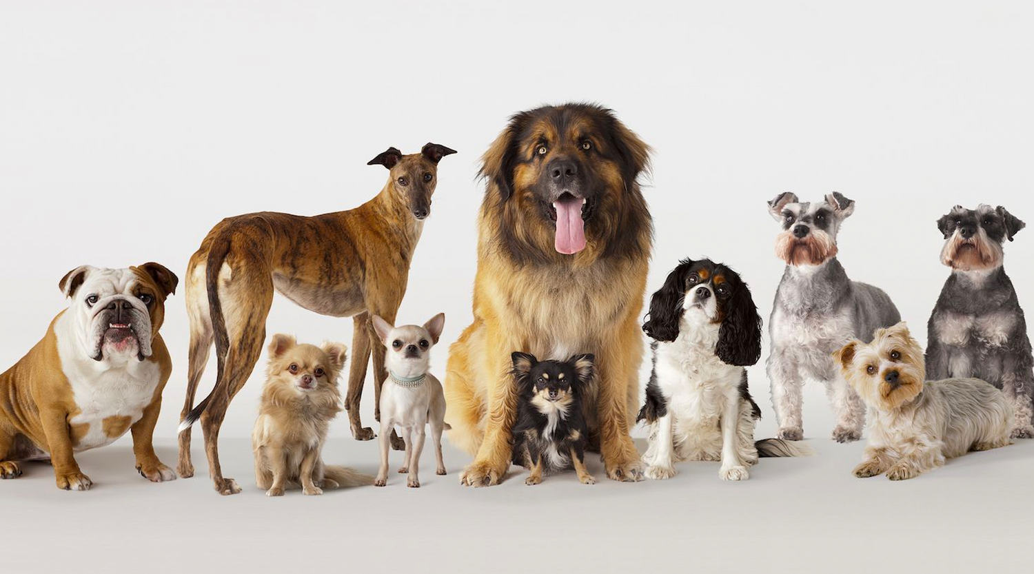 "A captivating image featuring a diverse selection of dog breeds, representing the comprehensive guide to finding the perfect dog breed for your lifestyle.