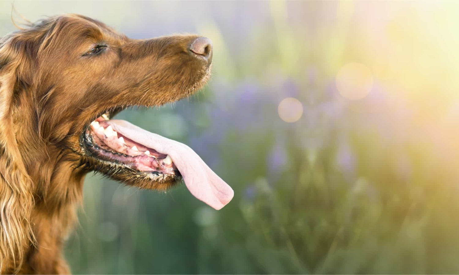 Understanding Dog Panting: A Comprehensive Guide