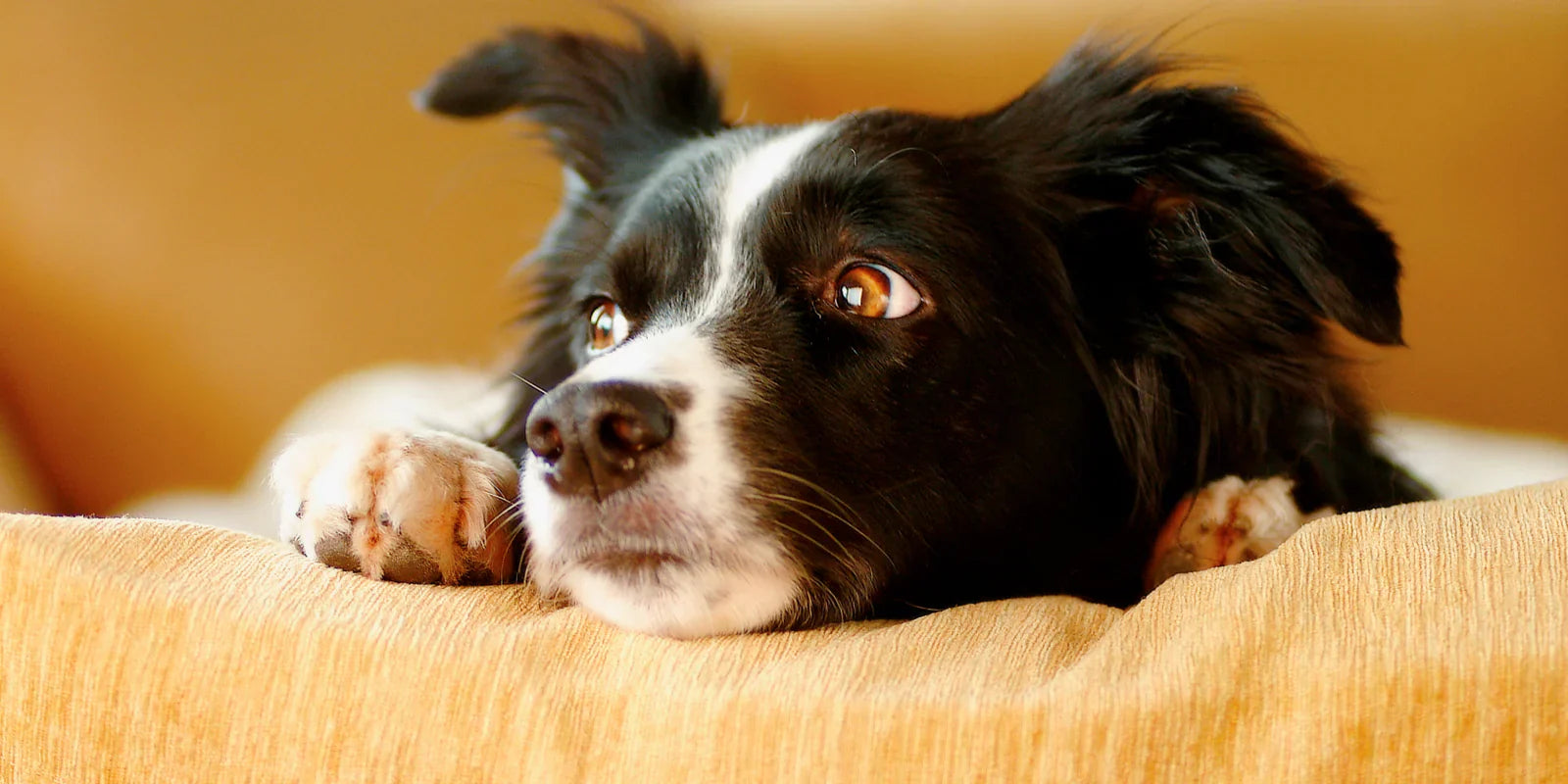 Diarrhoea and Stress in Dogs: Causes, Symptoms, Treatment, and Prevention
