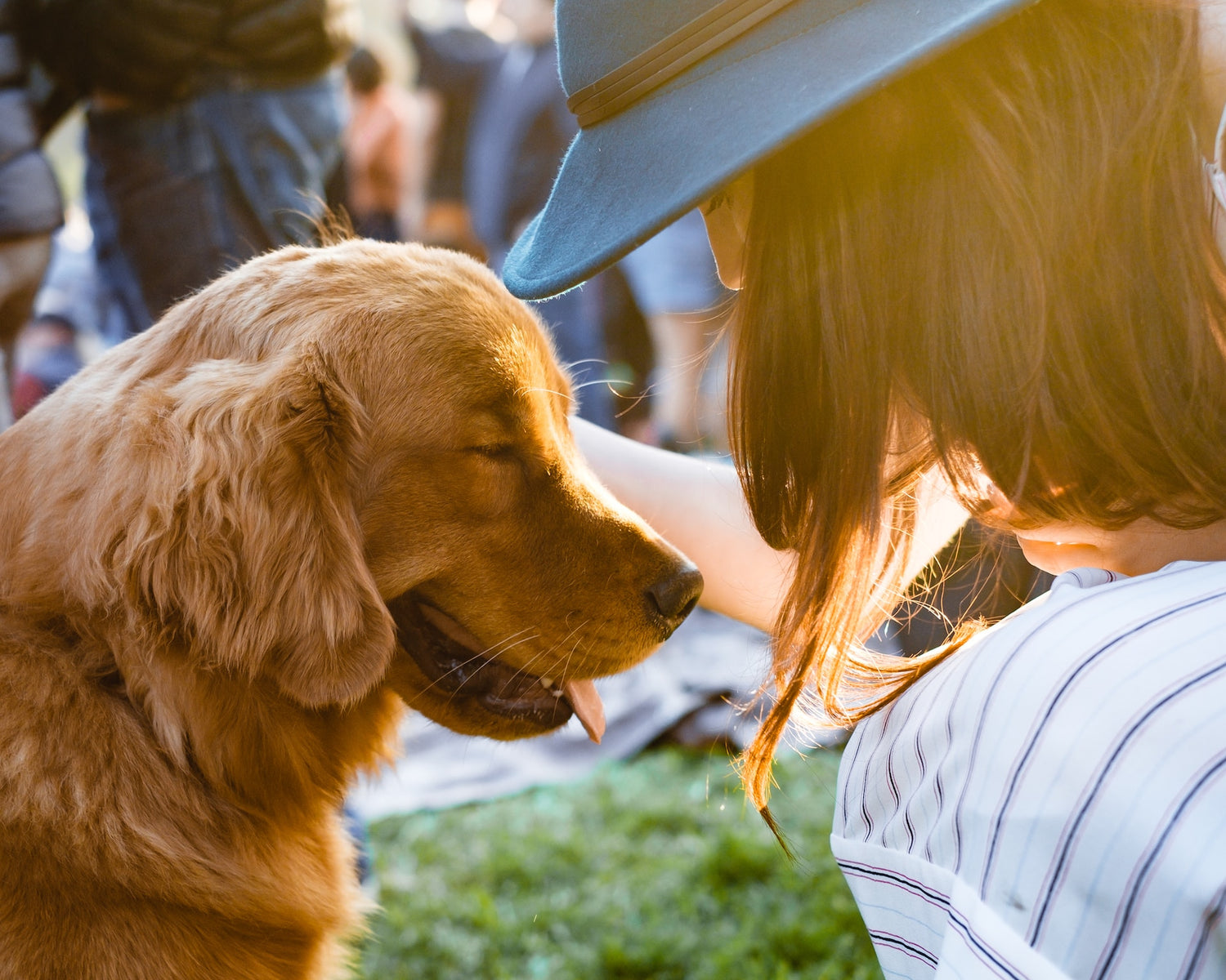 Do Dogs Know When You Are Sick?