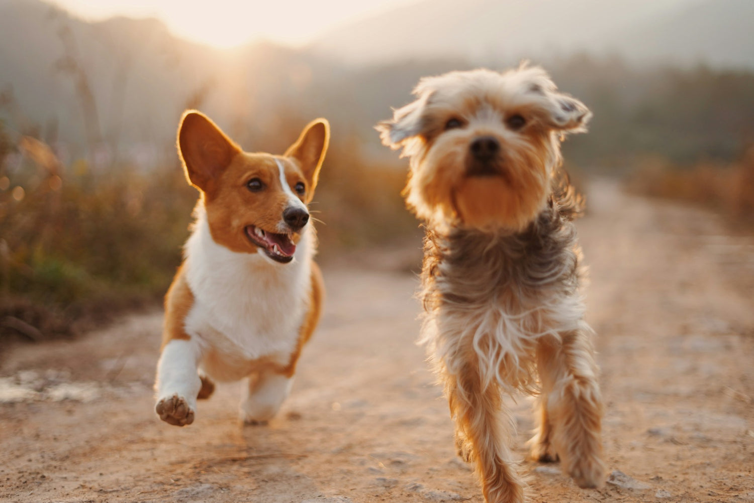 dogs jumping with good joints and hip mobility