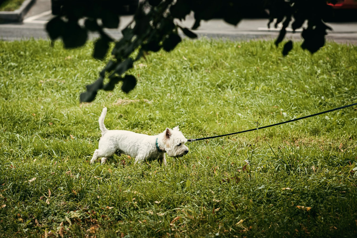 A content dog in a sunny field, enjoying relief from allergies thanks to Pupps Itch Relief Treats.