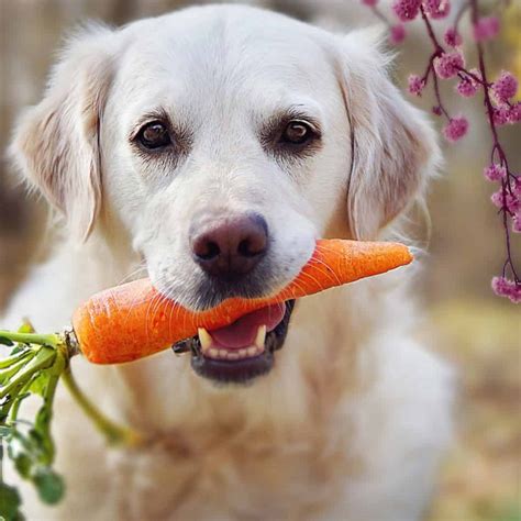 How to Transition Your Dog’s Diet for Spring