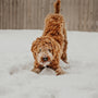 Winter Wellness: Probiotics for Dogs in Cold Weather