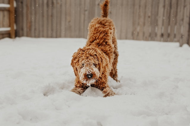 Winter Wellness: Probiotics for Dogs in Cold Weather