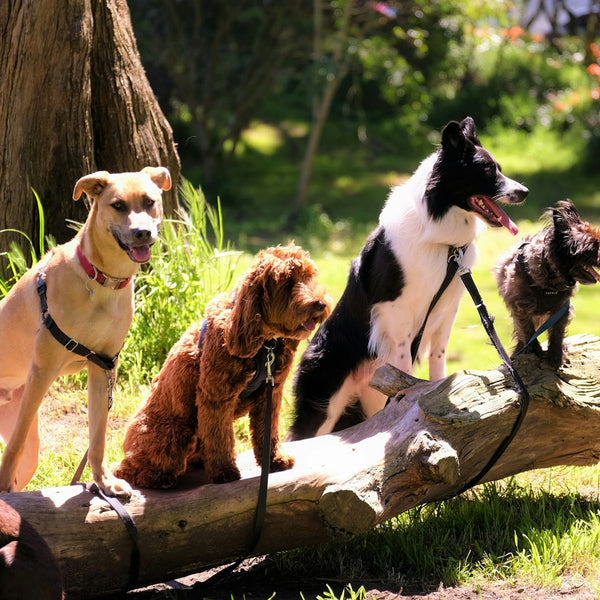 group of dogs sitting in the sun on a branch