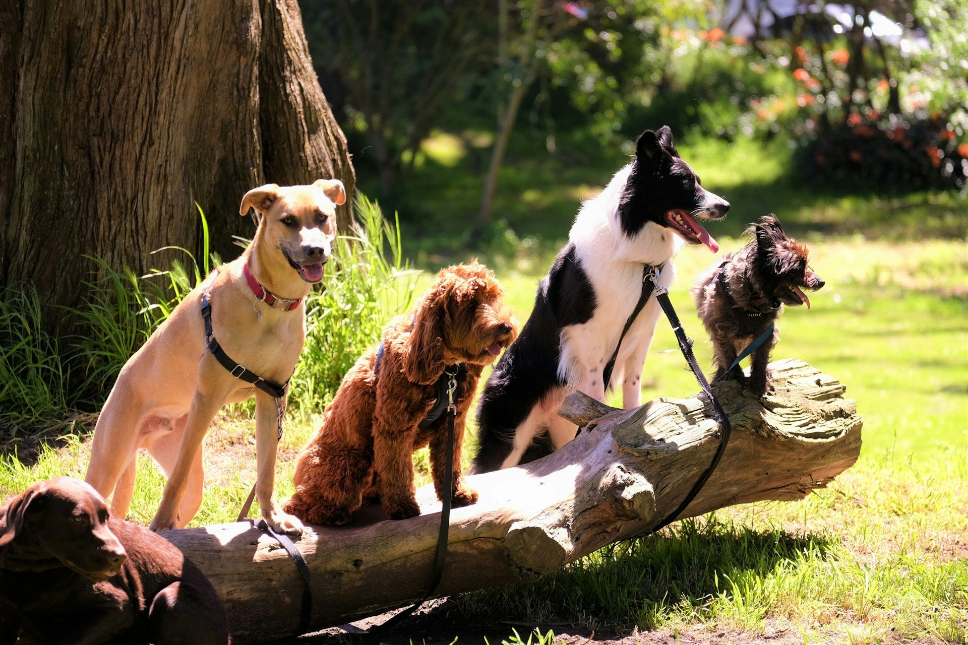 group of dogs sitting in the sun on a branch