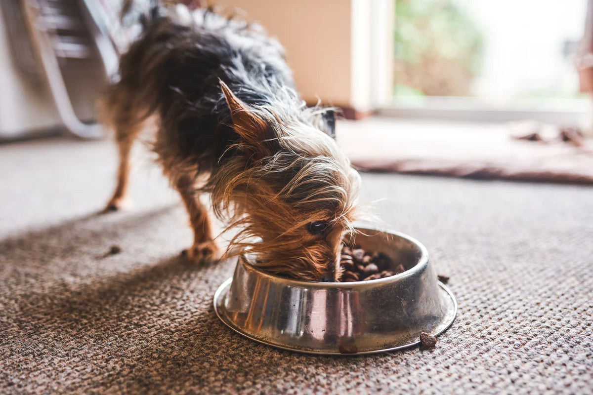 Dog Digestion: How to Enhance Gut Health